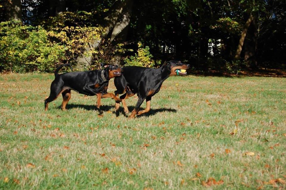 Dobermann Proud Danish Eye of Shiva billede 33