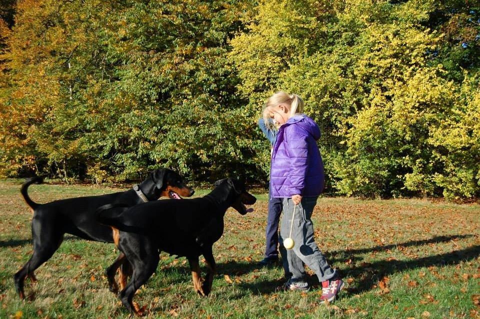 Dobermann Proud Danish Eye of Shiva billede 35