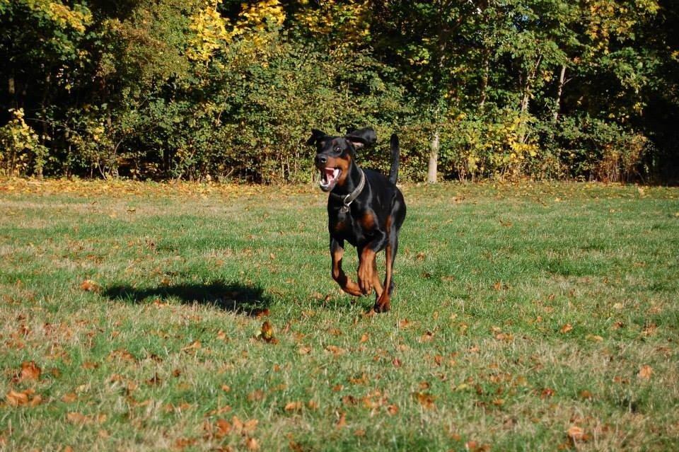 Dobermann Proud Danish Eye of Shiva billede 36