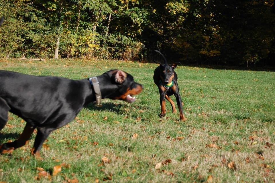 Dobermann Proud Danish Eye of Shiva billede 37