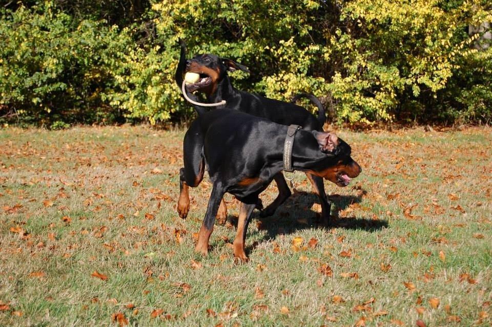 Dobermann Proud Danish Eye of Shiva billede 38