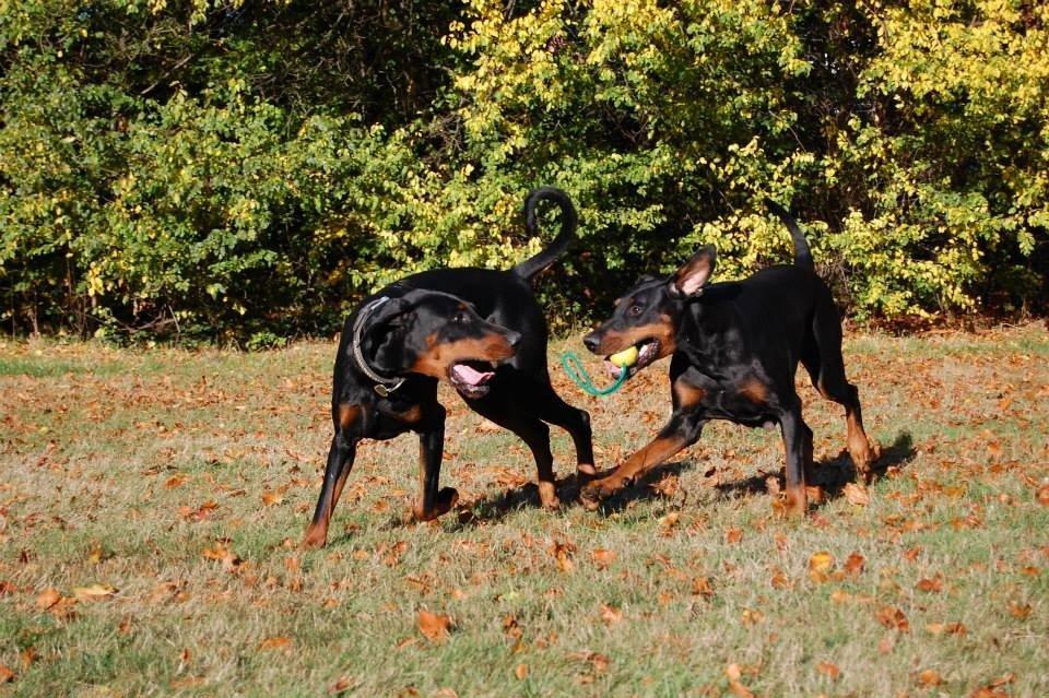 Dobermann Proud Danish Eye of Shiva billede 39