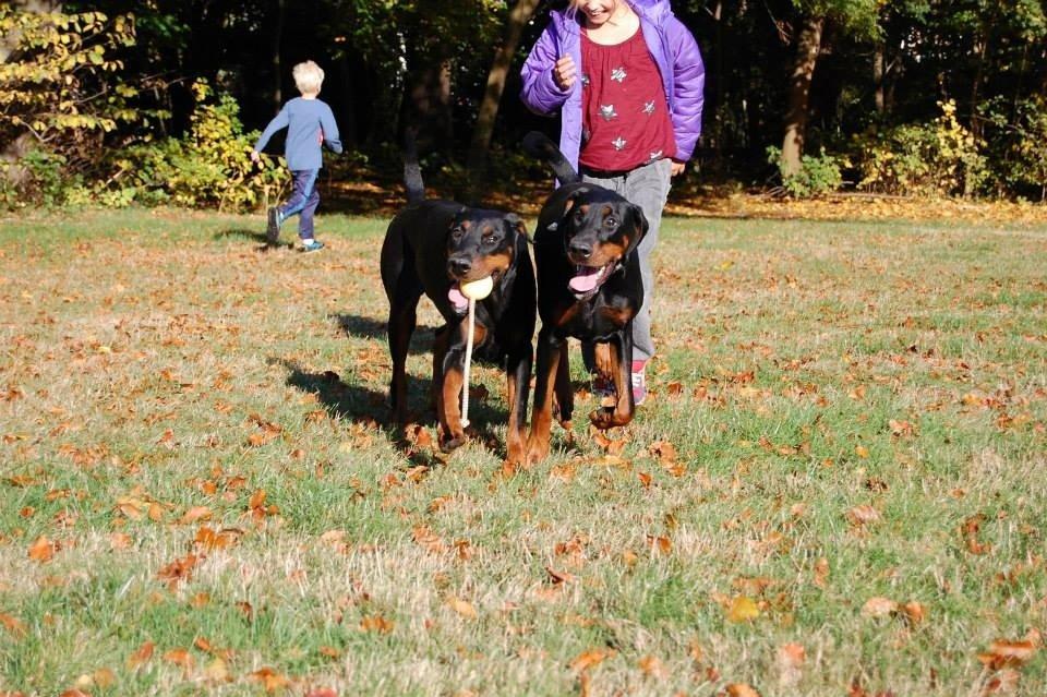 Dobermann Proud Danish Eye of Shiva billede 41