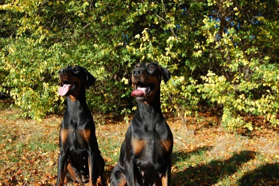 Dobermann Proud Danish Eye of Shiva billede 34
