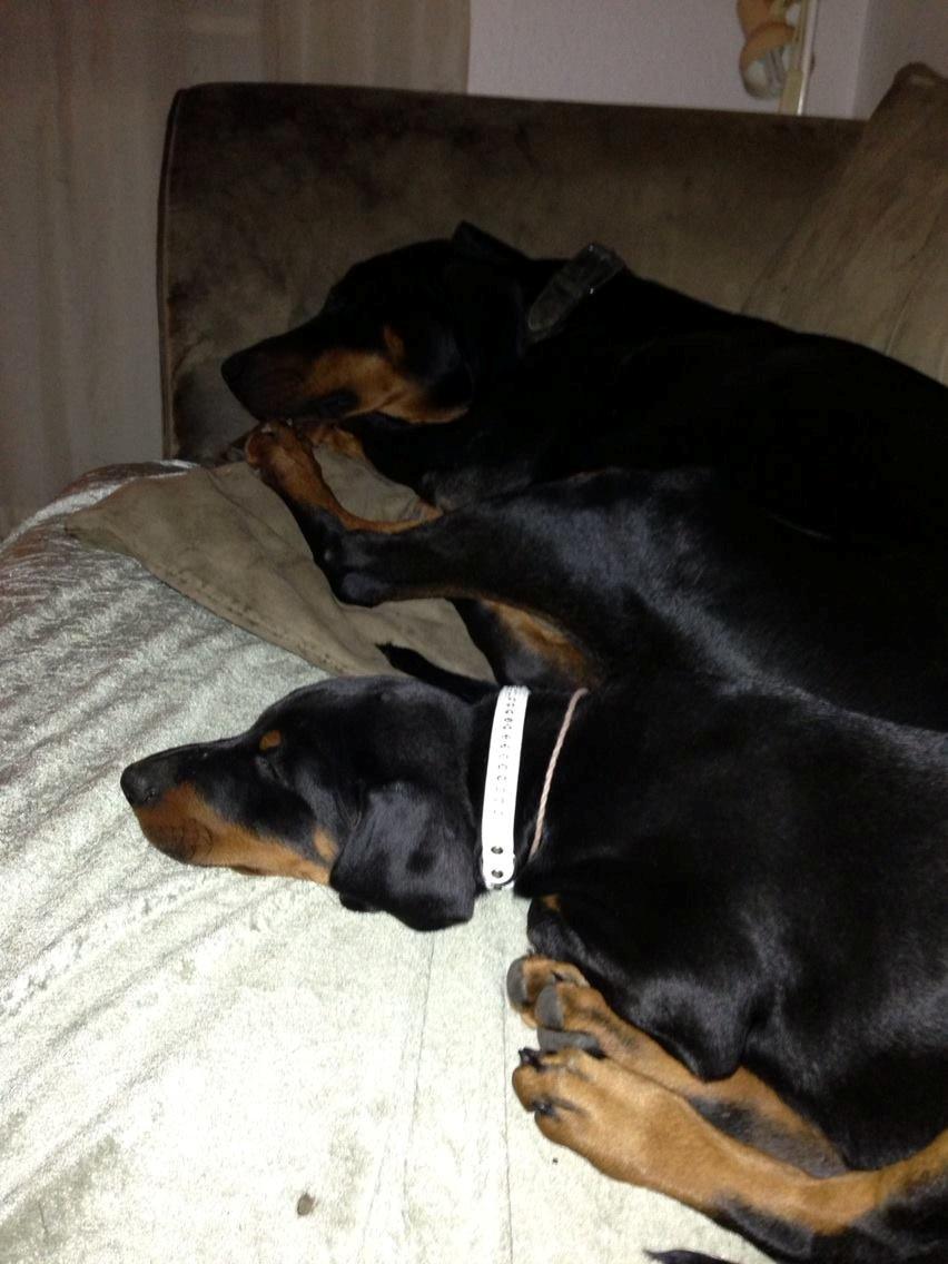 Dobermann Proud Danish Eye of Shiva billede 43