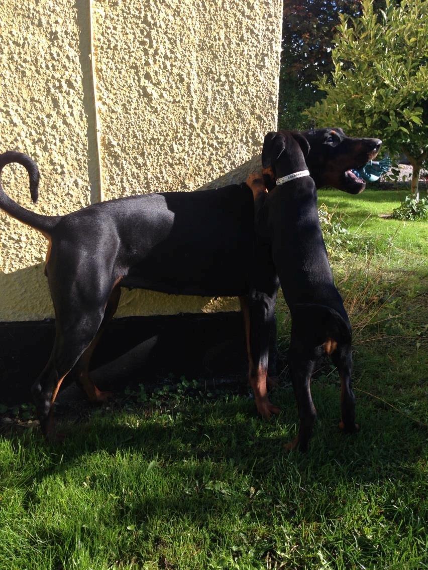 Dobermann Proud Danish Eye of Shiva billede 45