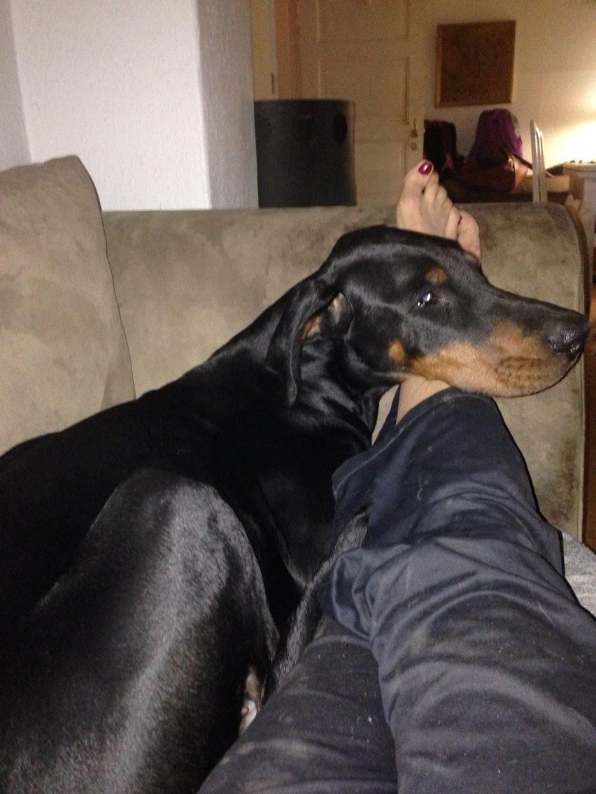 Dobermann Proud Danish Eye of Shiva billede 47