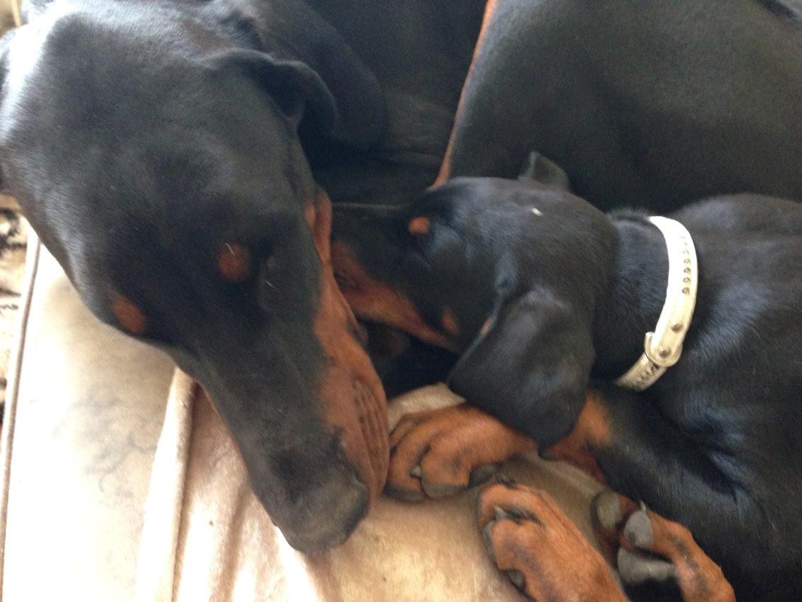 Dobermann Proud Danish Eye of Shiva billede 46