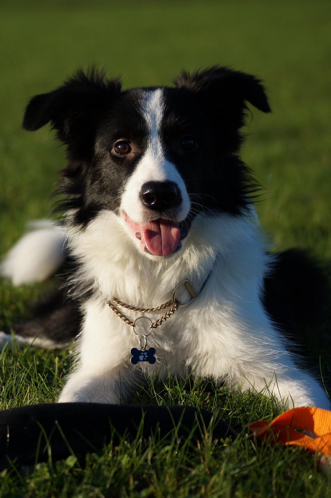 Border collie Caleb billede 11