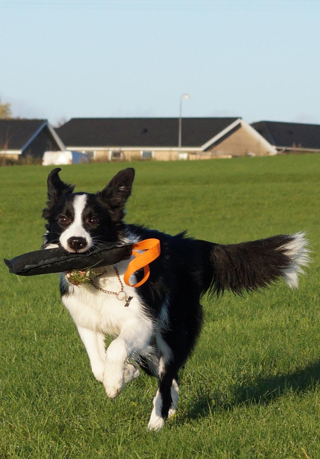 Border collie Caleb billede 12