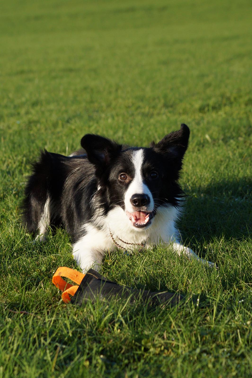 Border collie Caleb billede 13