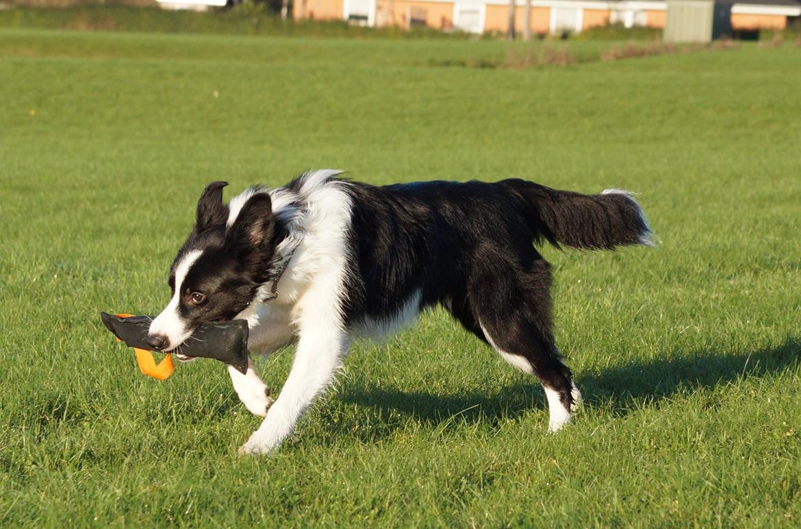 Border collie Caleb billede 14