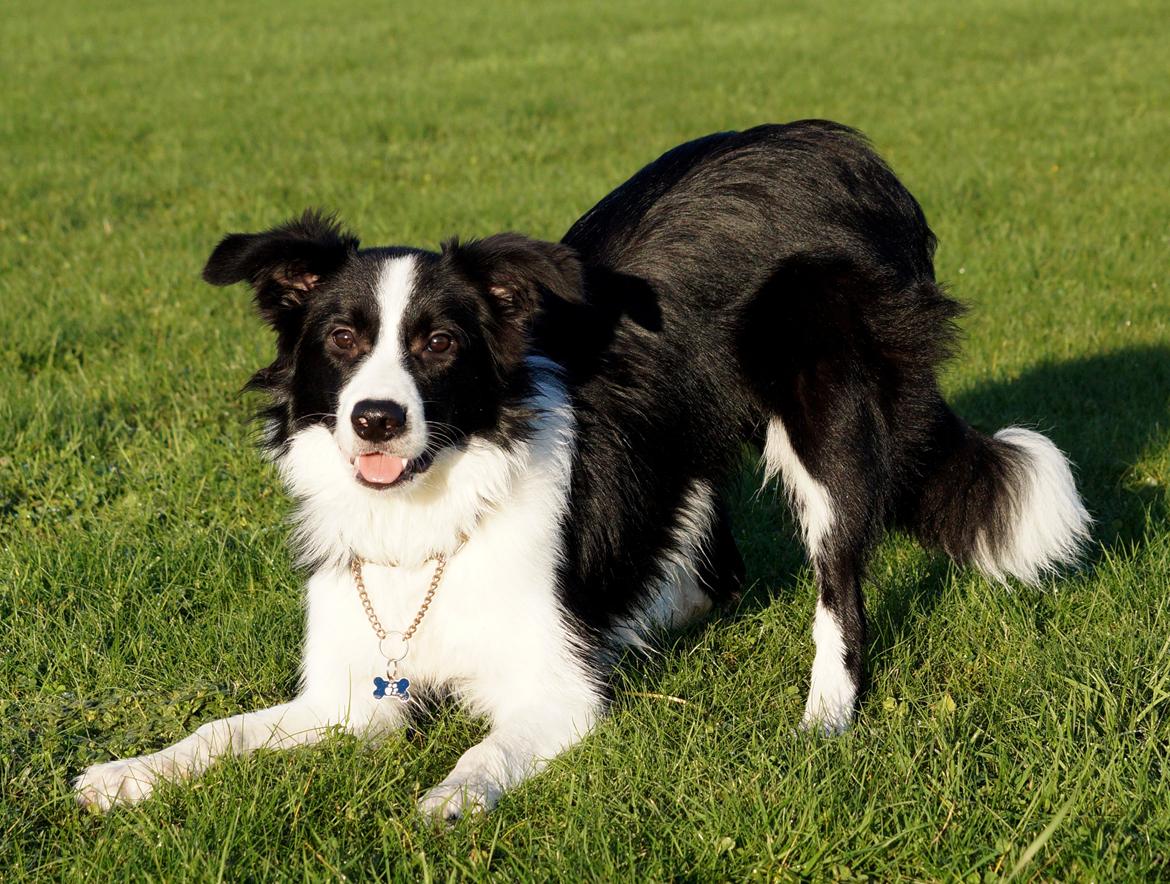 Border collie Caleb billede 2