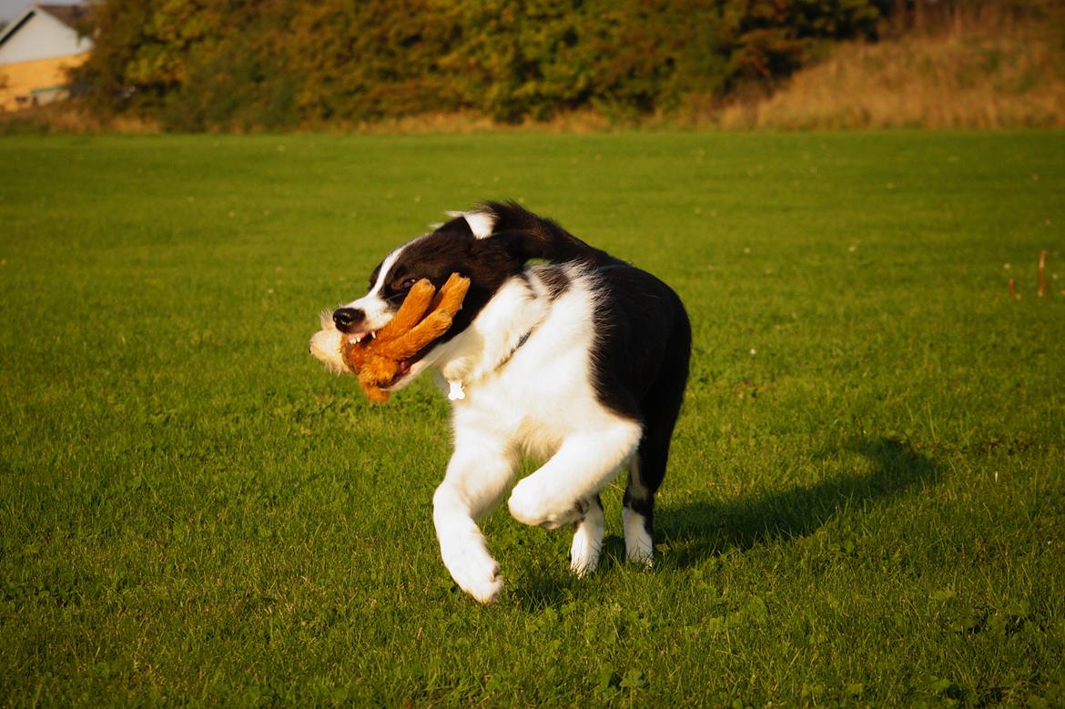 Border collie Caleb billede 15