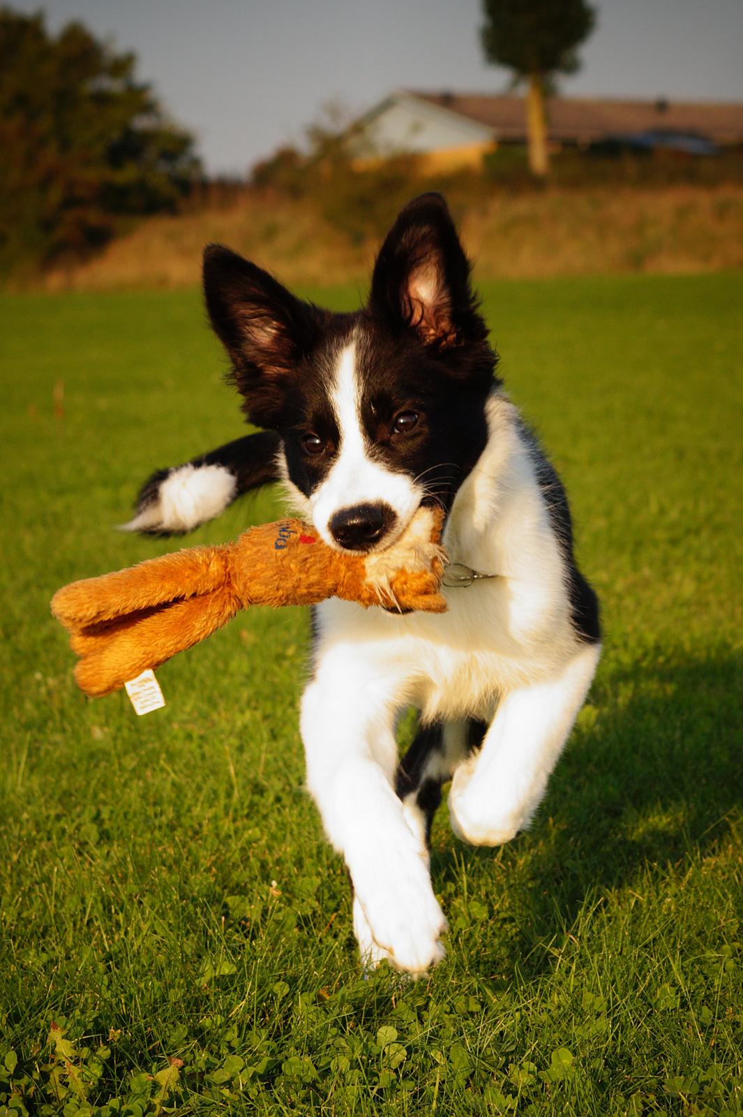 Border collie Caleb billede 17