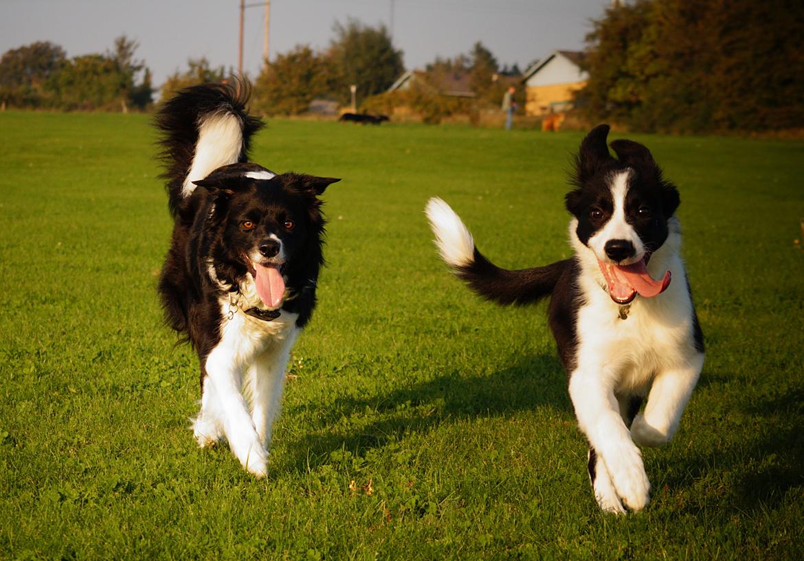 Border collie Caleb billede 16