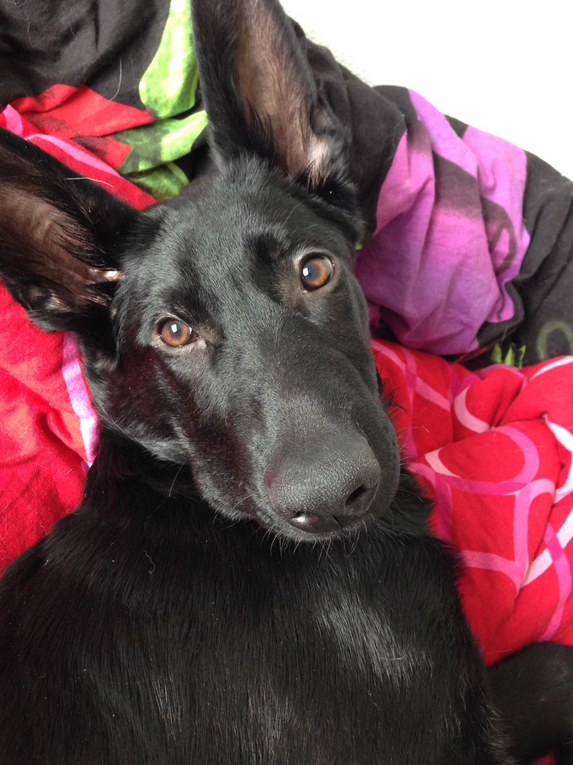 Schæferhund Froulund´s Kaoz "Happy Jack " billede 5