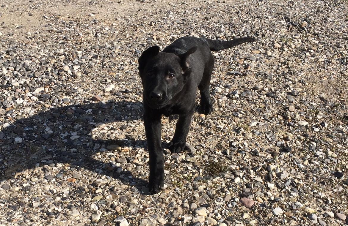 Schæferhund Froulund´s Kaoz "Happy Jack " billede 9