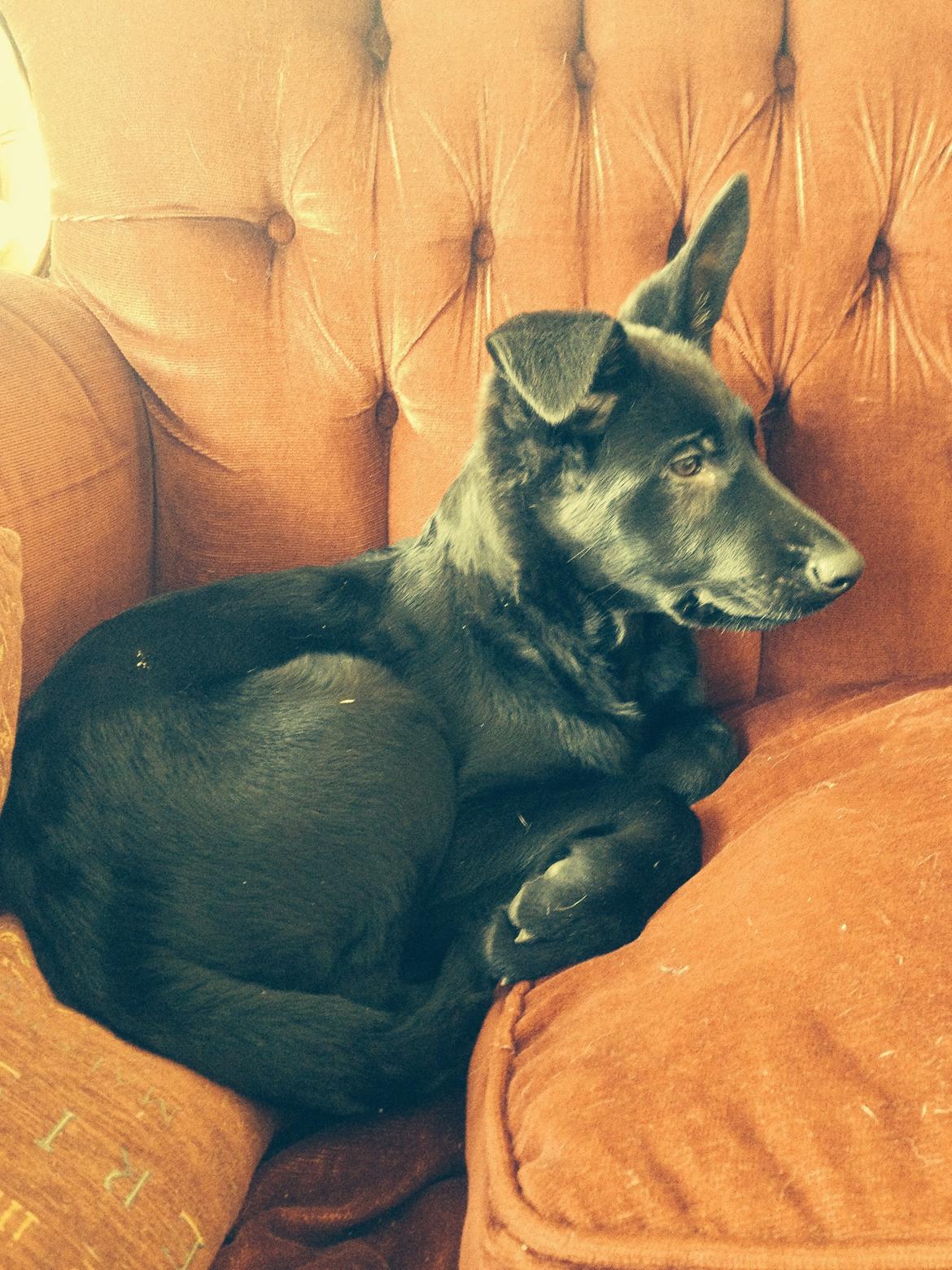 Schæferhund Froulund´s Kaoz "Happy Jack " billede 8