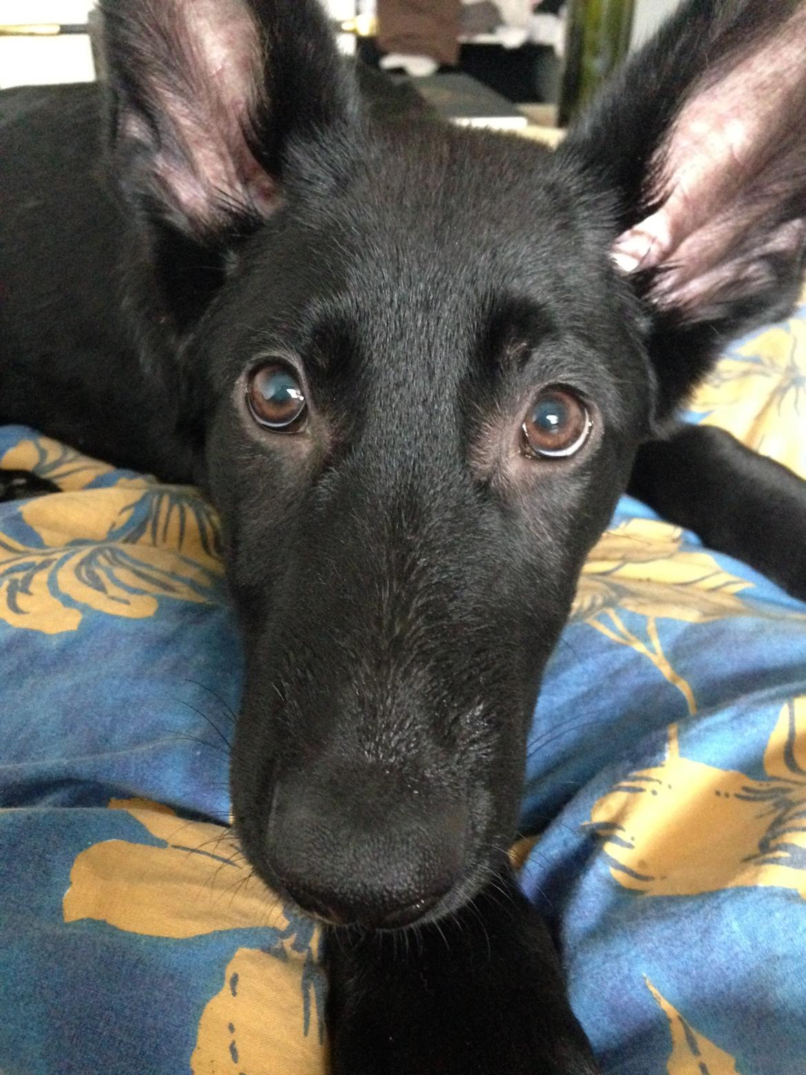 Schæferhund Froulund´s Kaoz "Happy Jack " billede 7