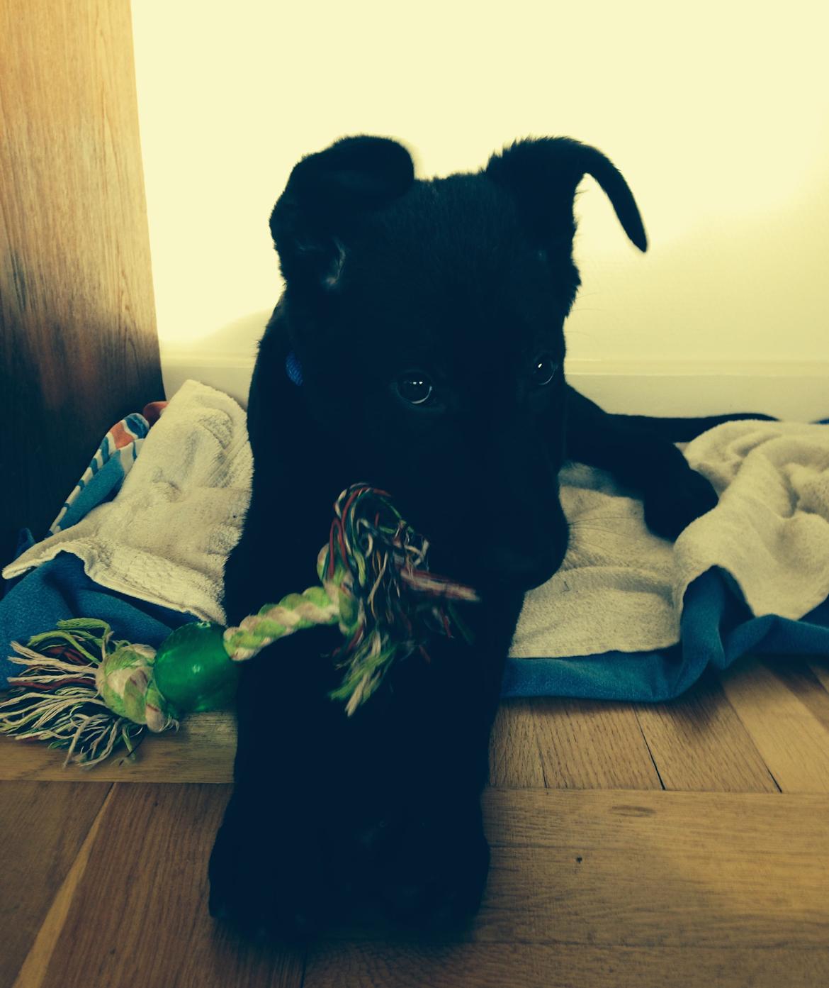 Schæferhund Froulund´s Kaoz "Happy Jack " billede 10