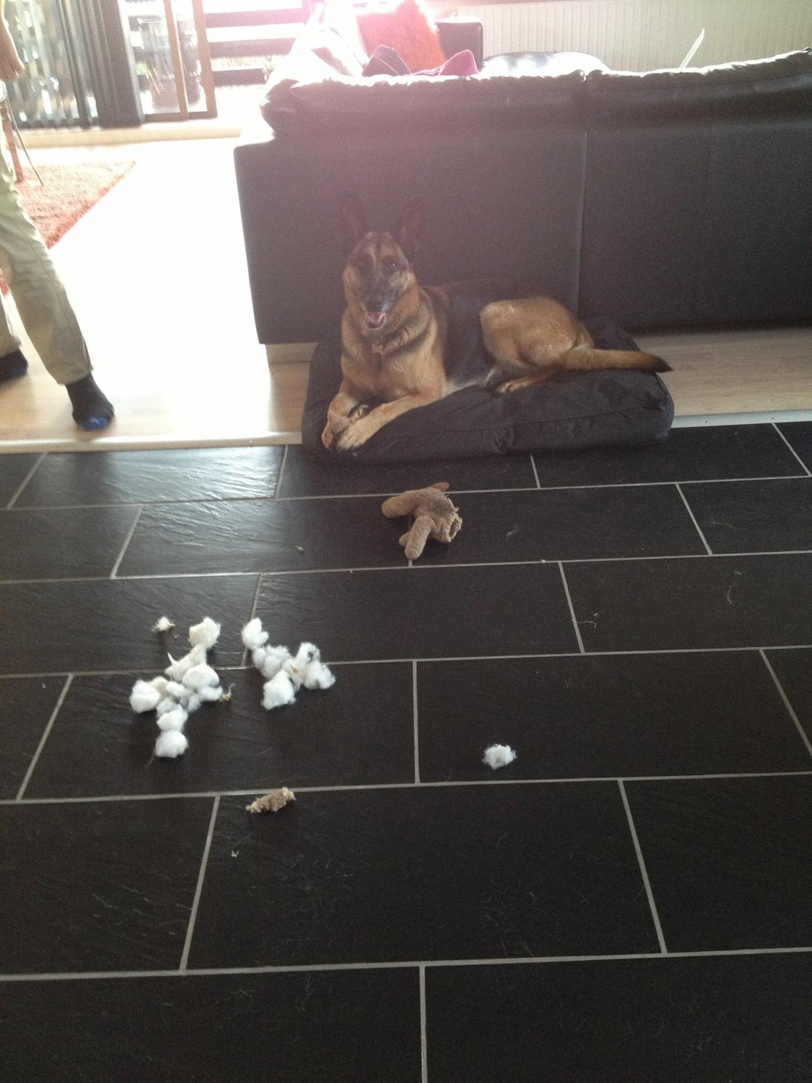 Schæferhund Freja billede 9