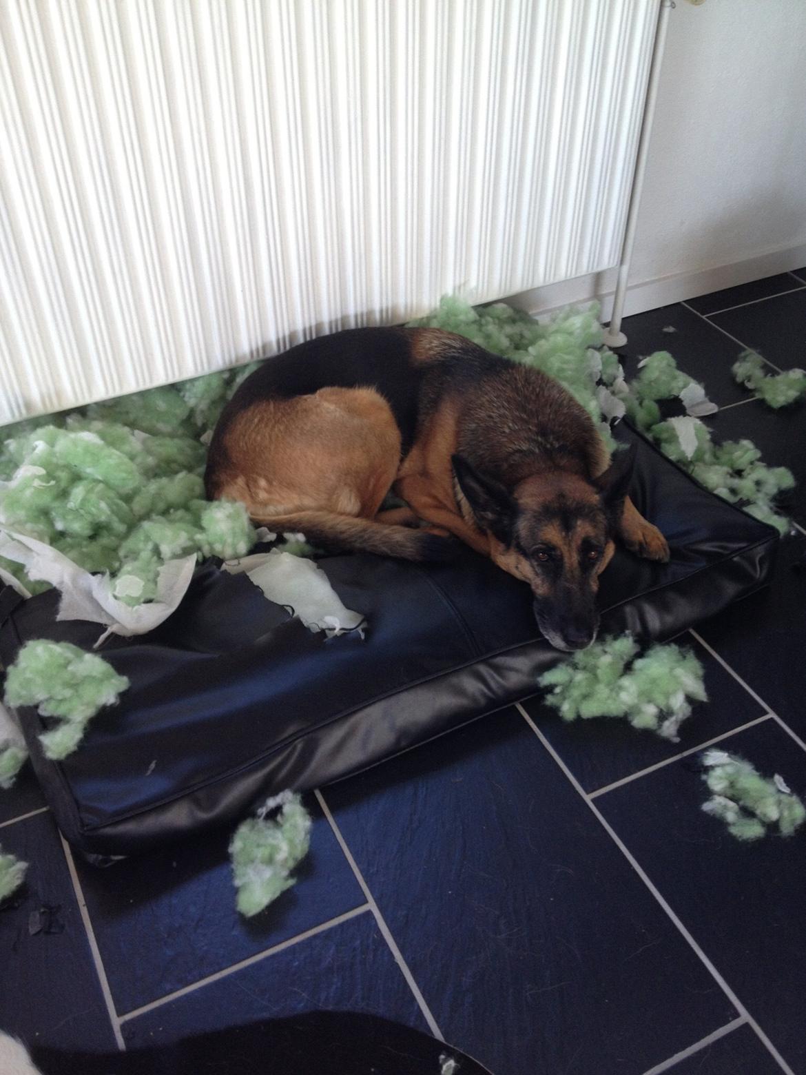 Schæferhund Freja billede 10