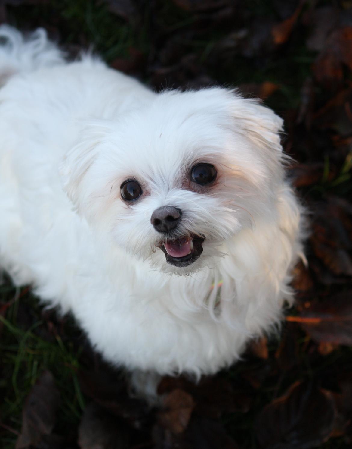 Malteser Cleo (15,5 år) - Cleo 10 år :) billede 11