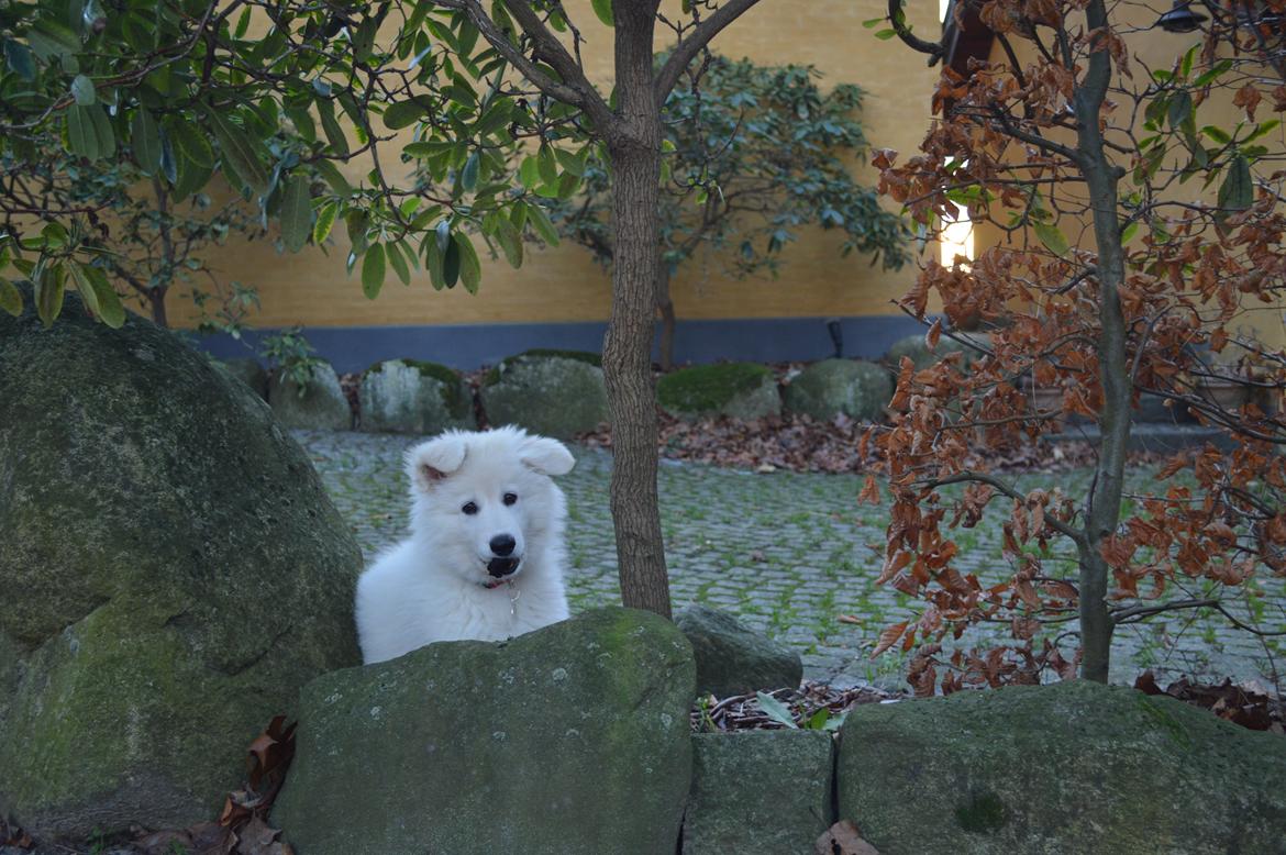 Hvid Schweizisk Hyrdehund Lupa billede 2