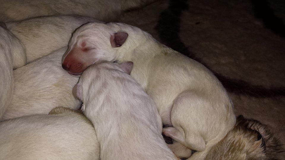 Hvid Schweizisk Hyrdehund Lupa billede 20