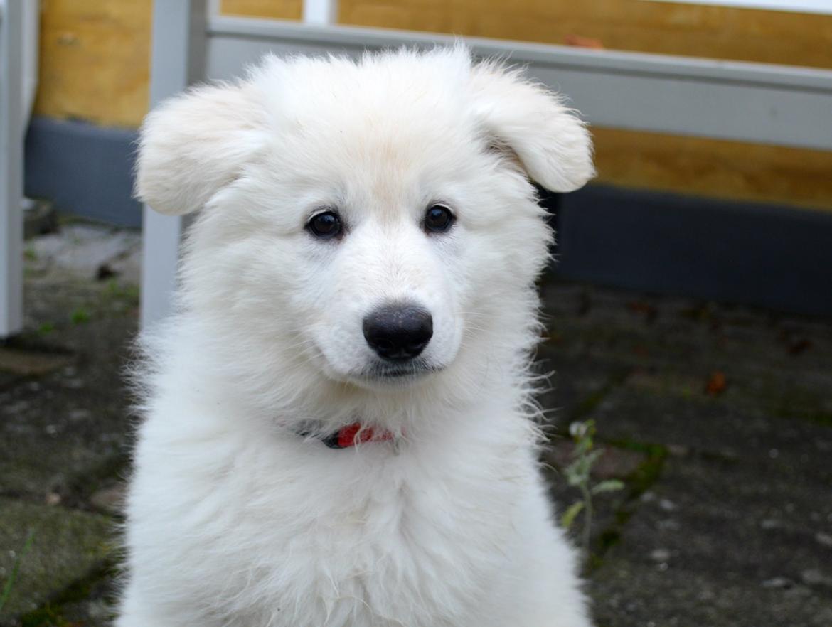 Hvid Schweizisk Hyrdehund Lupa billede 6