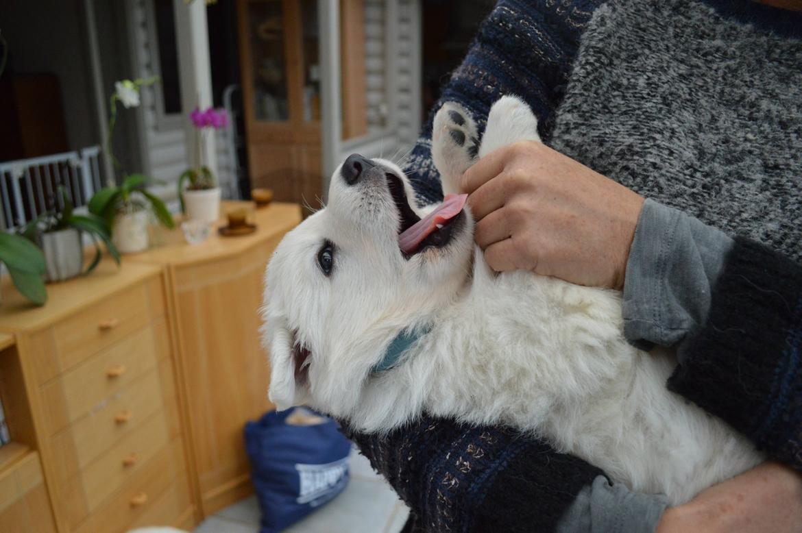 Hvid Schweizisk Hyrdehund Lupa billede 19