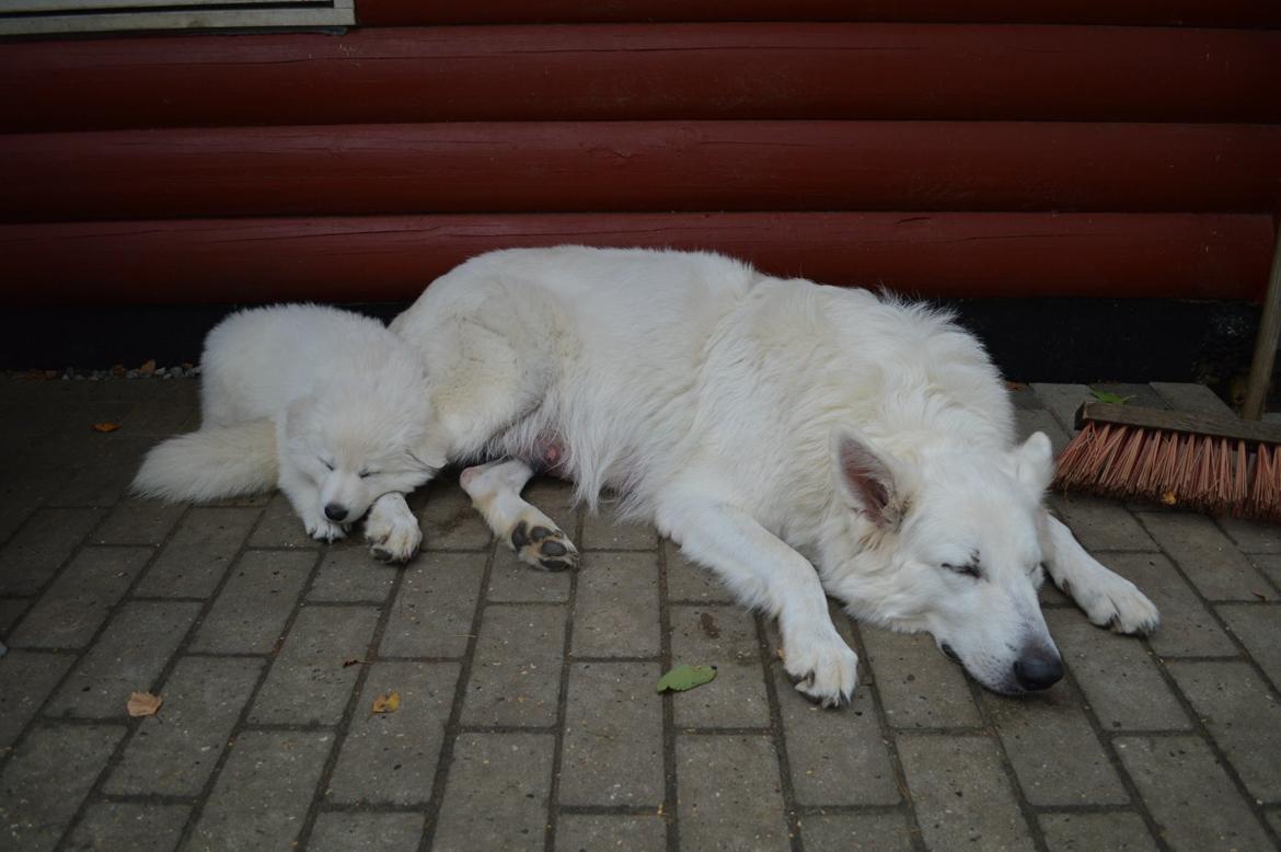 Hvid Schweizisk Hyrdehund Lupa billede 12