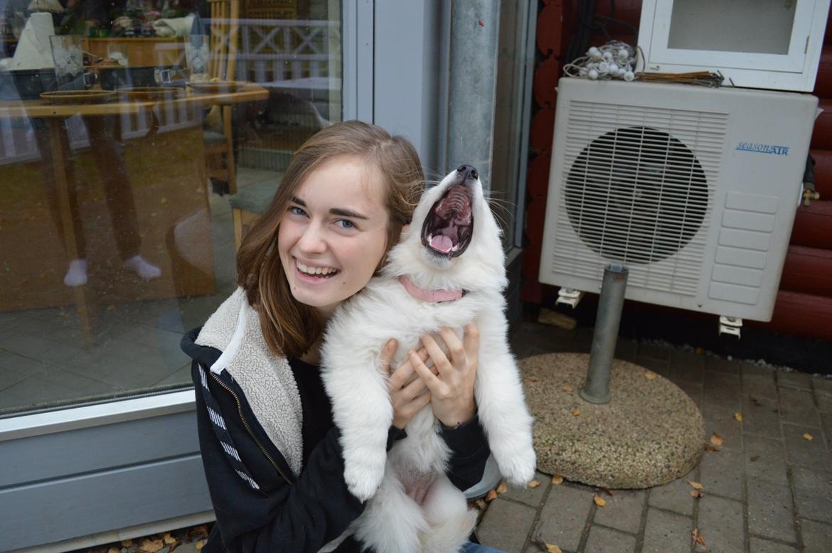 Hvid Schweizisk Hyrdehund Lupa billede 13