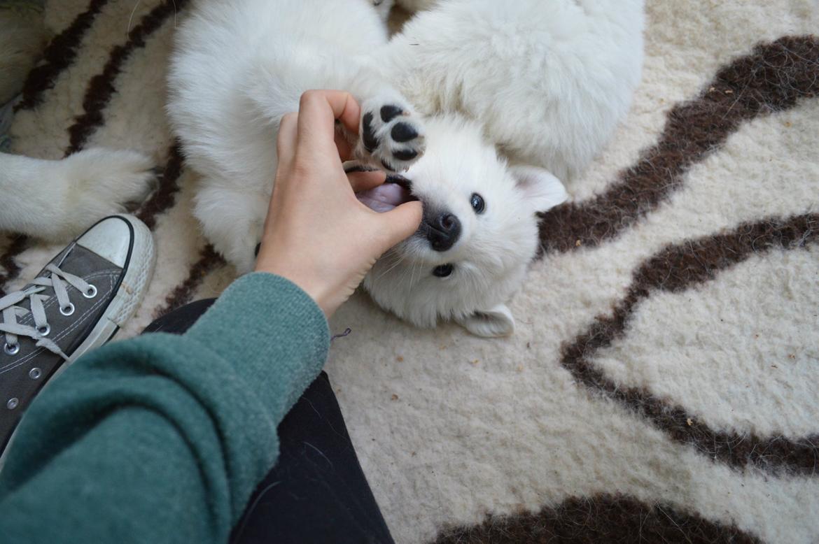 Hvid Schweizisk Hyrdehund Lupa billede 18