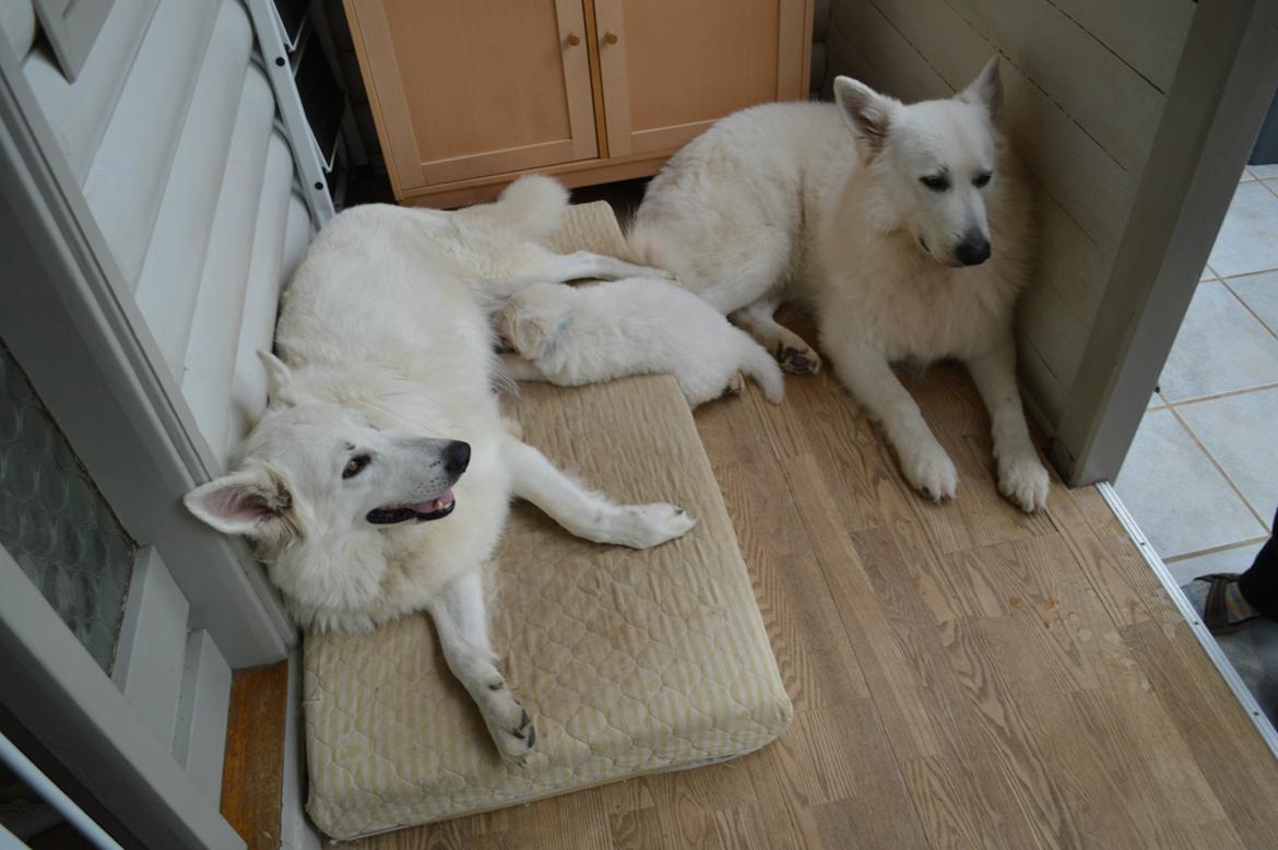 Hvid Schweizisk Hyrdehund Lupa billede 15