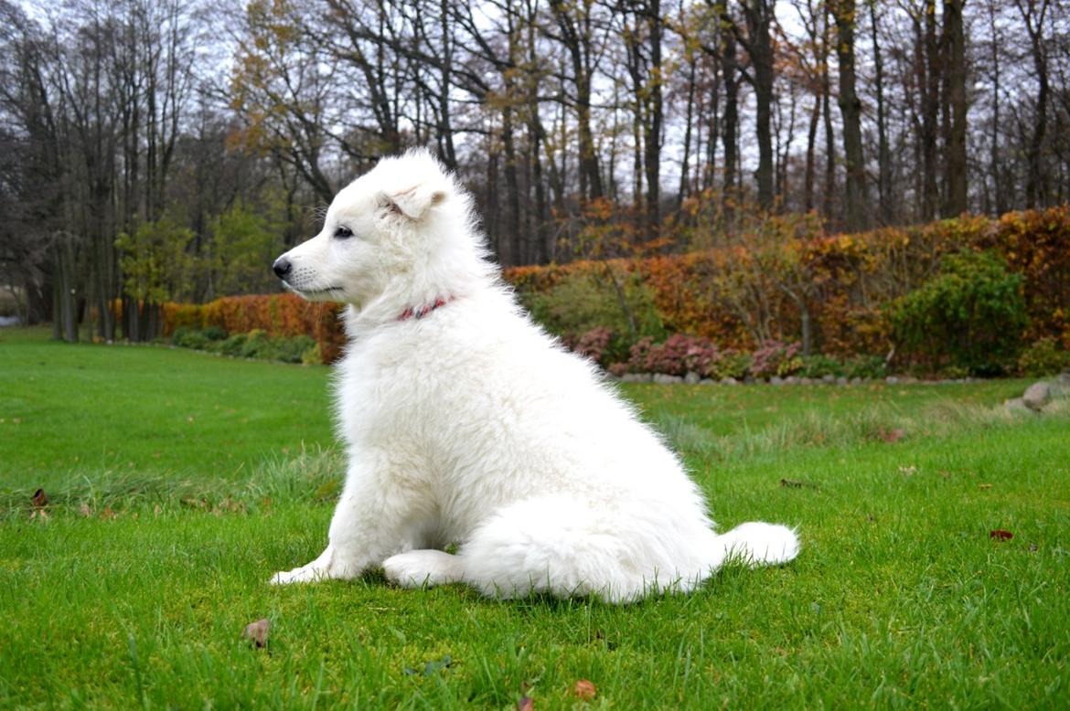 Hvid Schweizisk Hyrdehund Lupa billede 7