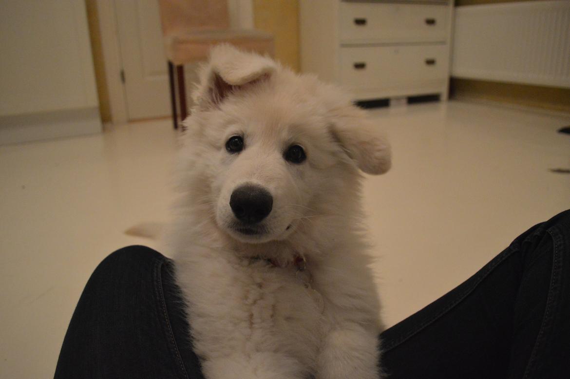 Hvid Schweizisk Hyrdehund Lupa billede 5