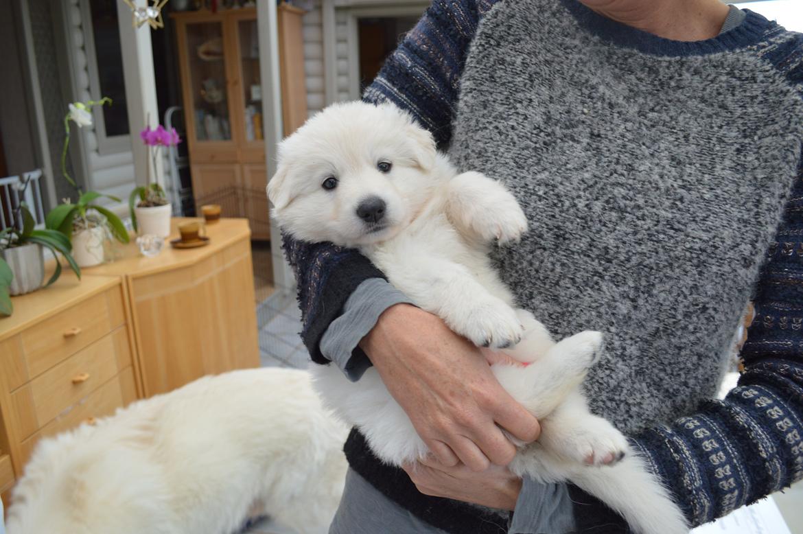 Hvid Schweizisk Hyrdehund Lupa billede 17