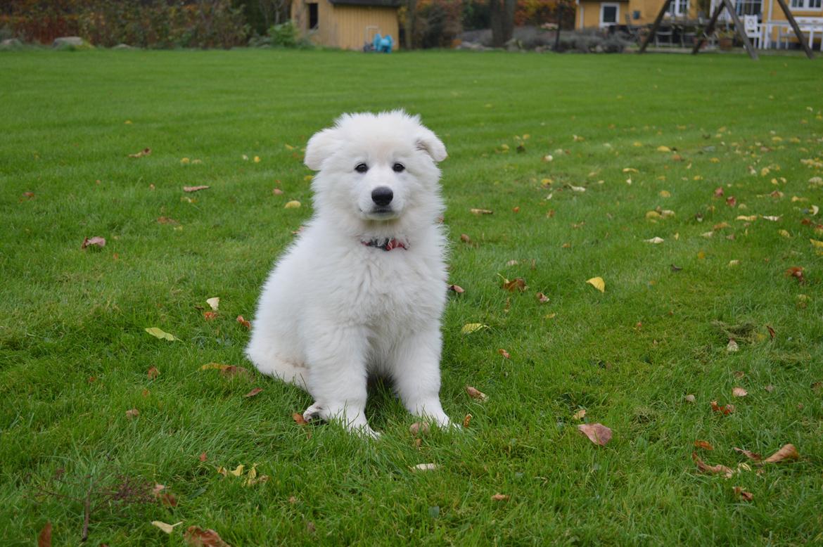 Hvid Schweizisk Hyrdehund Lupa billede 8