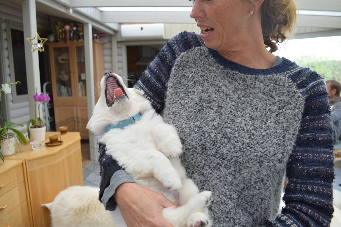 Hvid Schweizisk Hyrdehund Lupa billede 14