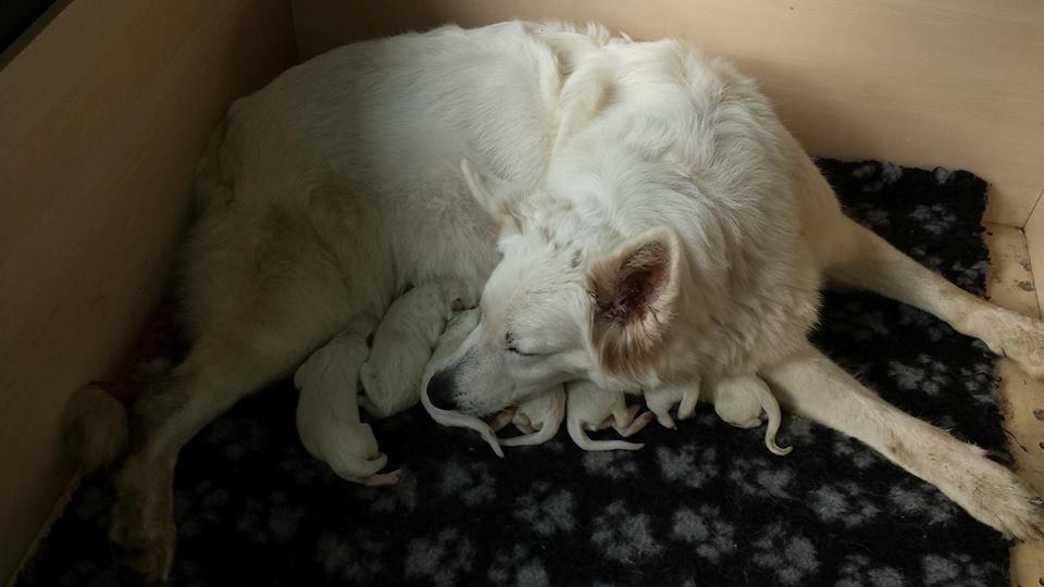 Hvid Schweizisk Hyrdehund Lupa billede 21
