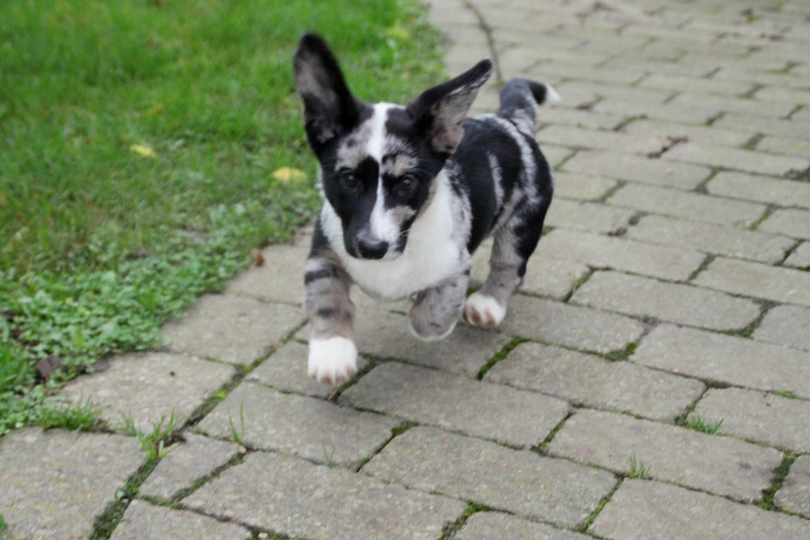 Welsh corgi cardigan Smarties Marcos (Krop-og-Poter) billede 3
