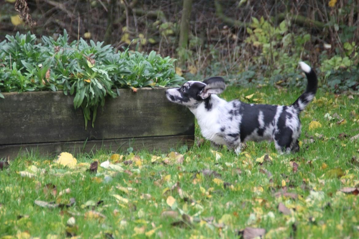 Welsh corgi cardigan Smarties Marcos (Krop-og-Poter) billede 4
