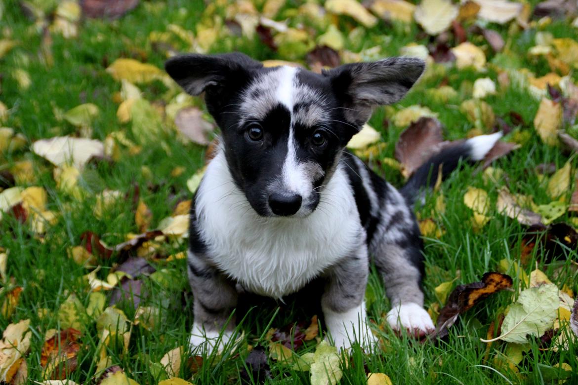 Welsh corgi cardigan Smarties Marcos (Krop-og-Poter) billede 1