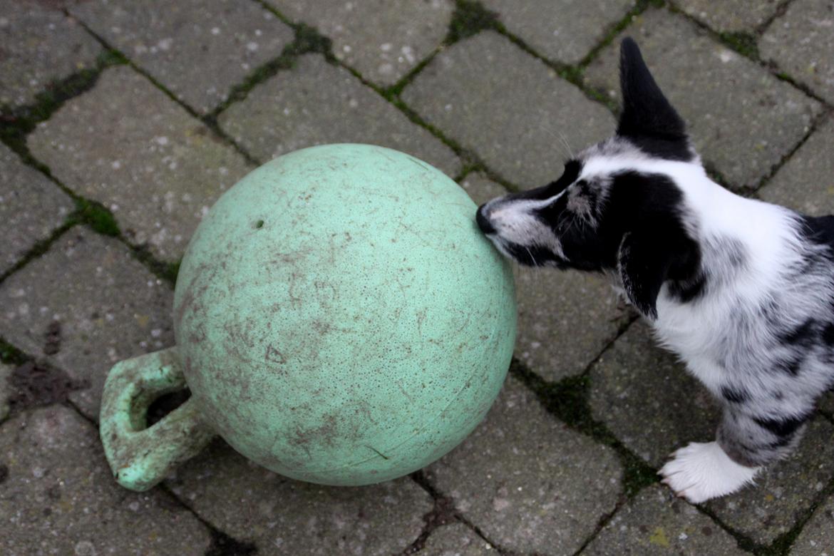 Welsh corgi cardigan Smarties Marcos (Krop-og-Poter) - "Hvad det så end er, så lugter den ret godt!" Tænker Marcos nok ;) billede 7