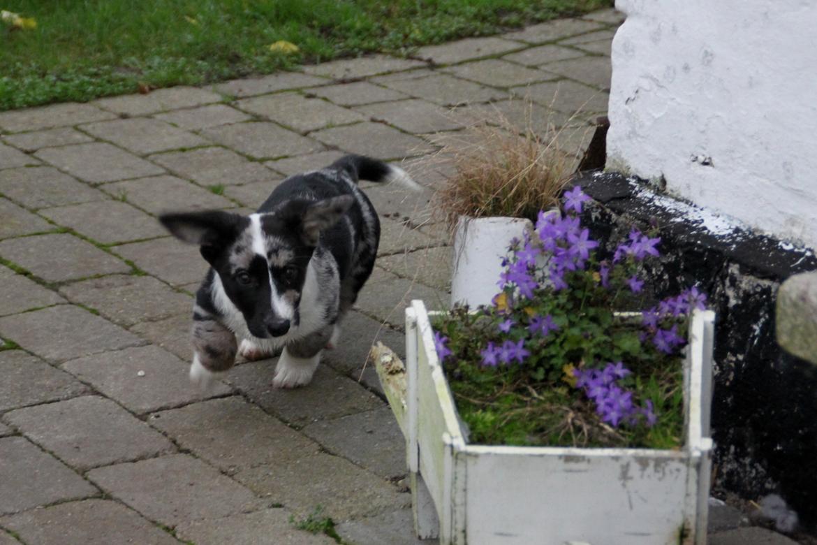 Welsh corgi cardigan Smarties Marcos (Krop-og-Poter) - Mini fartbølle :) billede 8