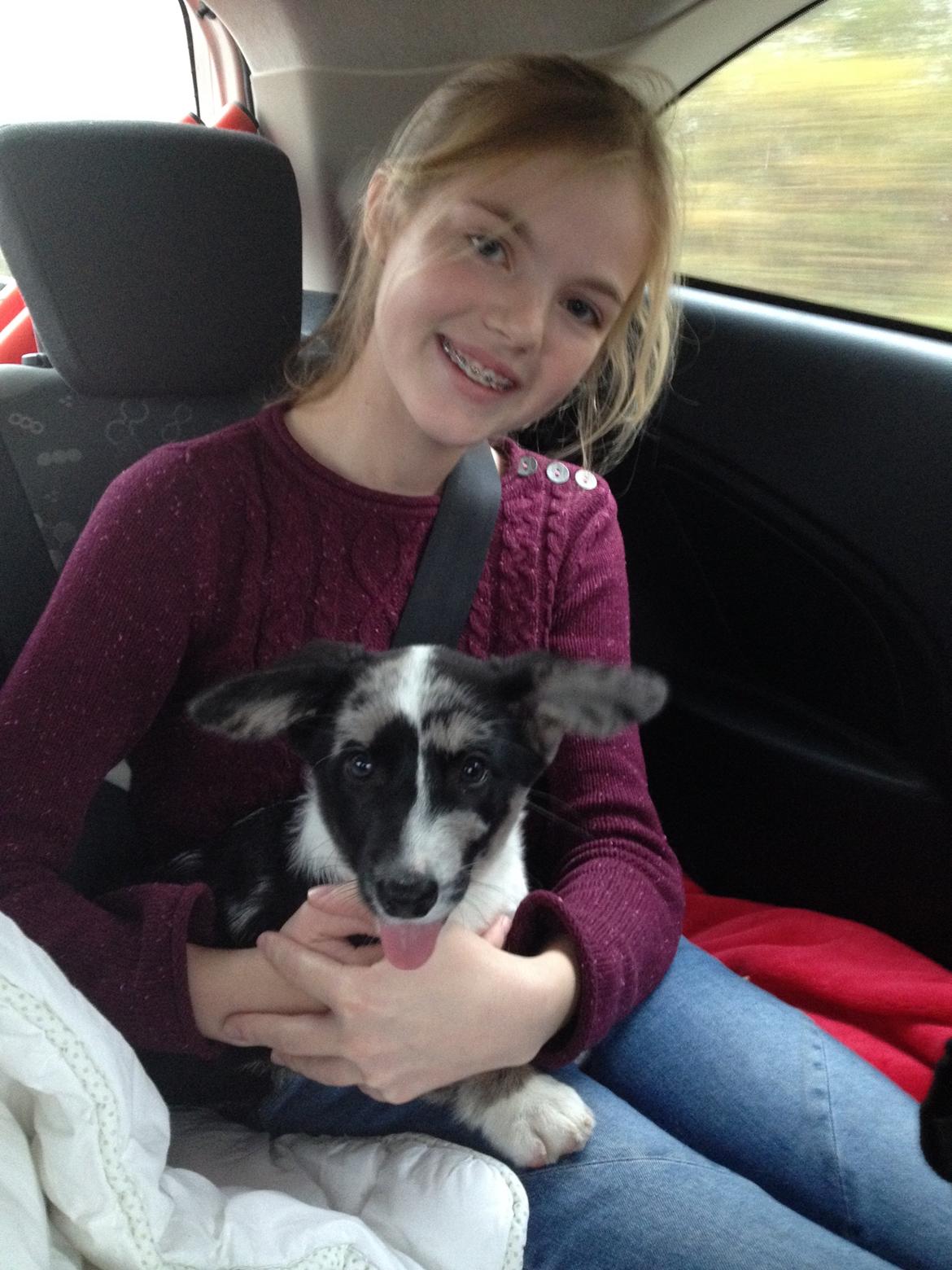 Welsh corgi cardigan Smarties Marcos (Krop-og-Poter) - Da vi hentede ham. Taget: 15. november 2014 billede 35
