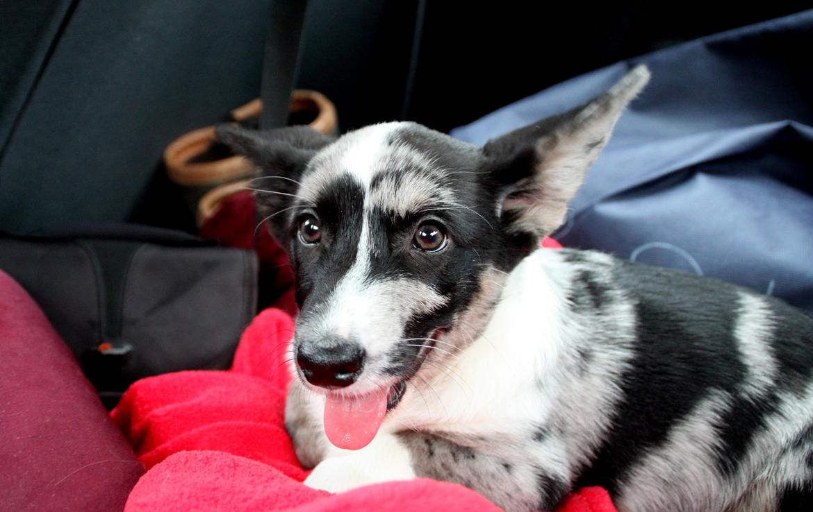 Welsh corgi cardigan Smarties Marcos (Krop-og-Poter) - I bilen på vej til agility for første gang. Taget: 23. november 2014 billede 11