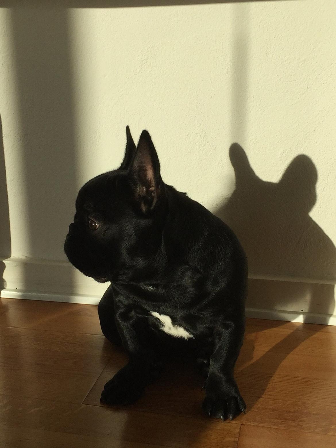 Fransk bulldog Mille billede 1